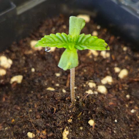 Northern Lights #2 growlog timeline photo