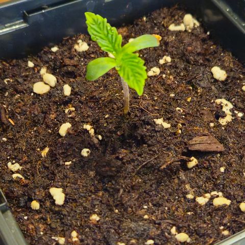 Skunk #1 #2 growlog timeline photo