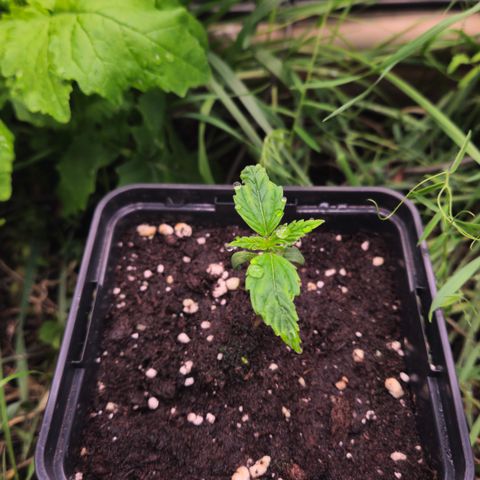 Skunk #1 #1 growlog timeline photo