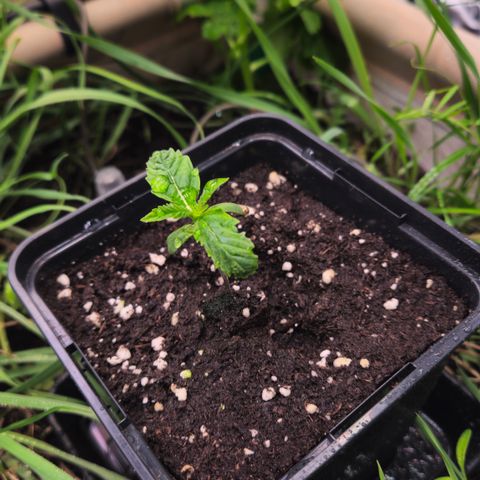 Skunk #1 #2 growlog timeline photo