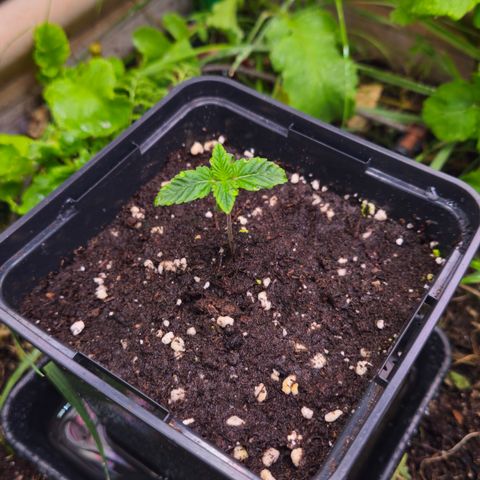 Northern Lights #2 growlog timeline photo
