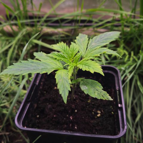 Skunk #1 #1 growlog timeline photo