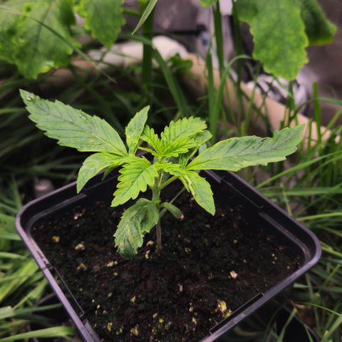 Skunk #1 #2 growlog timeline photo