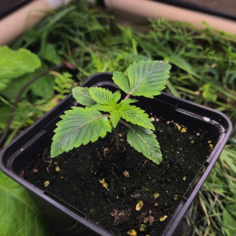 Northern Lights #2 growlog timeline photo