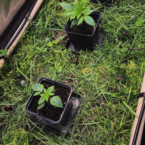 Skunk #1 #2 growlog timeline photo