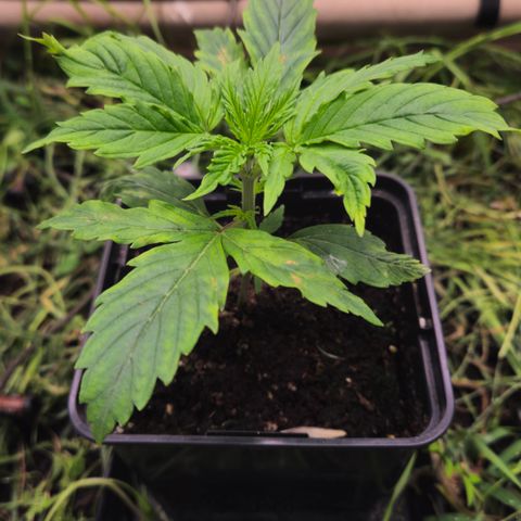 Skunk #1 #1 growlog timeline photo