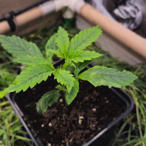 Skunk #1 #2 growlog timeline photo