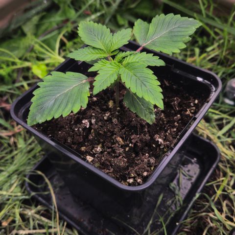 Northern Lights #2 growlog timeline photo