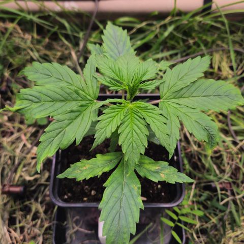 Skunk #1 #1 growlog timeline photo