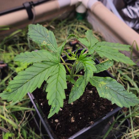 Skunk #1 #2 growlog timeline photo
