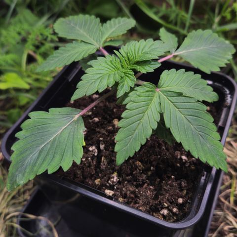 Northern Lights #2 growlog timeline photo