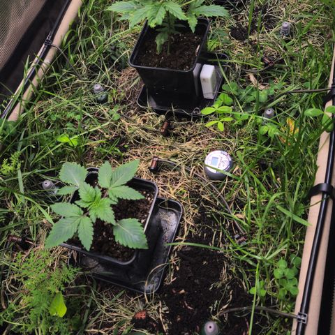 Skunk #1 #2 growlog timeline photo