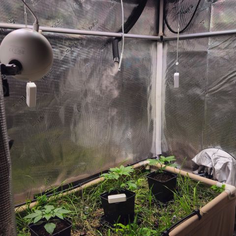 Skunk #1 #2 growlog timeline photo