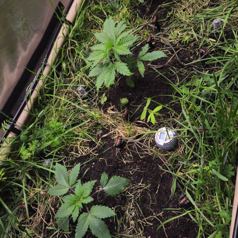 Skunk #1 #2 growlog timeline photo