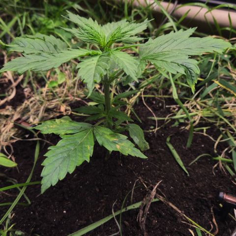 Skunk #1 #1 growlog timeline photo
