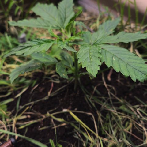 Skunk #1 #2 growlog timeline photo