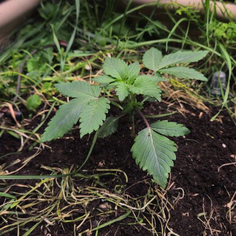 Northern Lights #2 growlog timeline photo