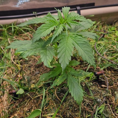 Skunk #1 #1 growlog timeline photo