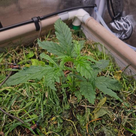 Skunk #1 #2 growlog timeline photo