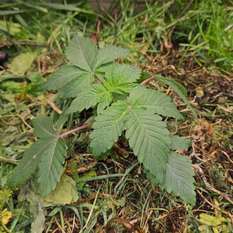 Northern Lights #2 growlog timeline photo