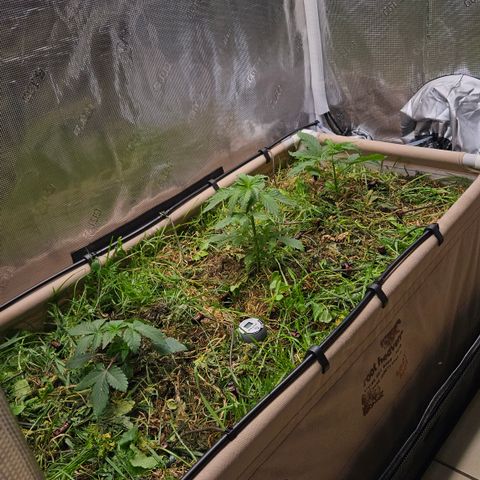 Skunk #1 #2 growlog timeline photo