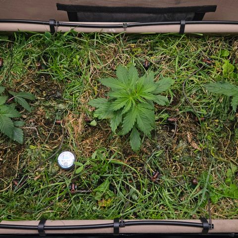 Skunk #1 #2 growlog timeline photo