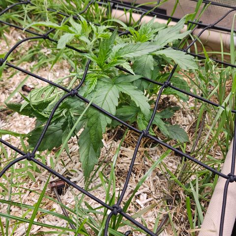 Skunk #1 #2 growlog timeline photo