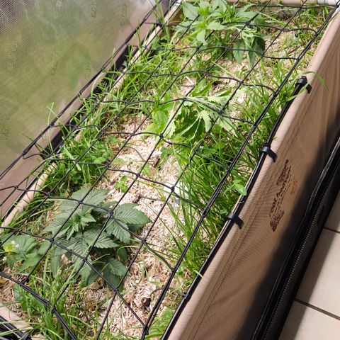 Skunk #1 #2 growlog timeline photo
