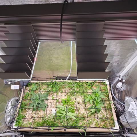 Skunk #1 #2 growlog timeline photo