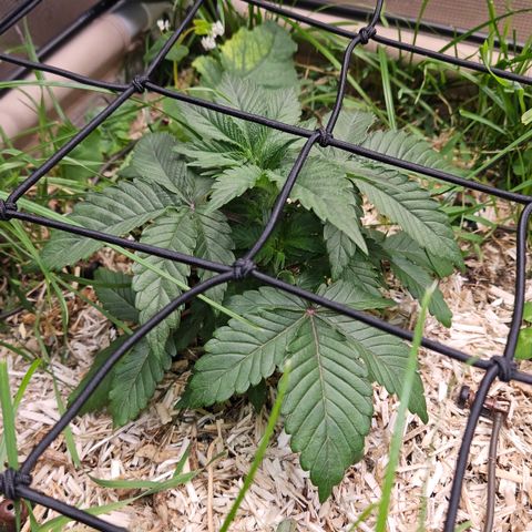 Northern Lights #2 growlog timeline photo