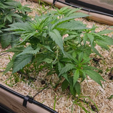 Skunk #1 #1 growlog timeline photo