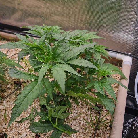 Skunk #1 #2 growlog timeline photo