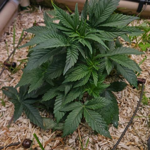 Northern Lights #2 growlog timeline photo