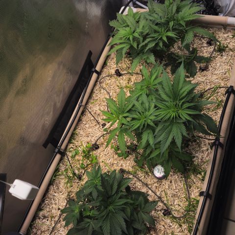 Skunk #1 #2 growlog timeline photo