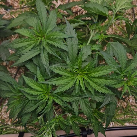 Skunk #1 #1 growlog timeline photo