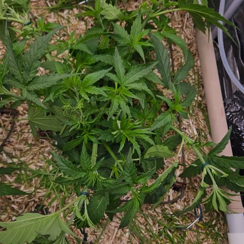 Skunk #1 #2 growlog timeline photo