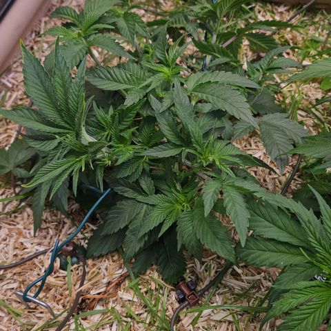 Northern Lights #2 growlog timeline photo