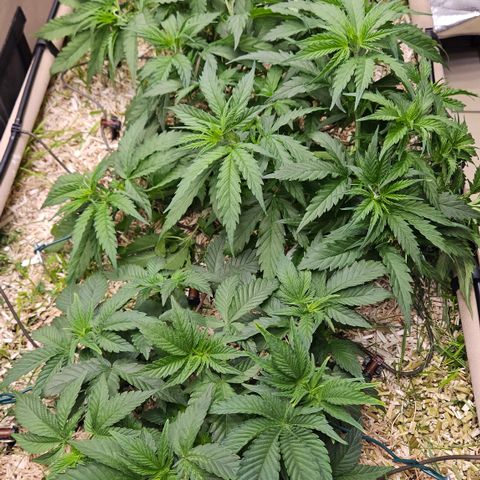 Skunk #1 #2 growlog timeline photo