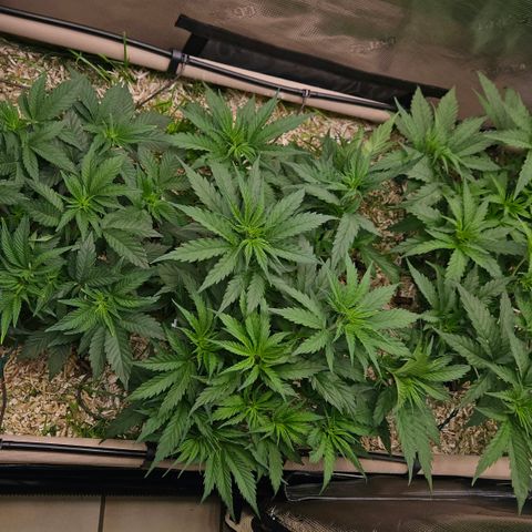 Skunk #1 #2 growlog timeline photo