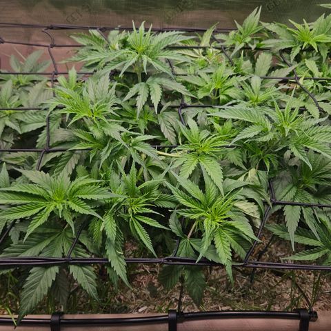 Skunk #1 #1 growlog timeline photo