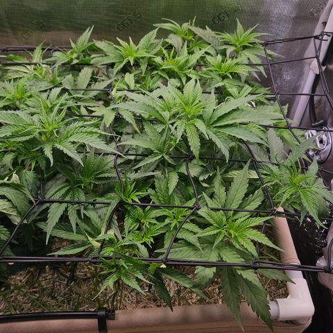 Skunk #1 #2 growlog timeline photo