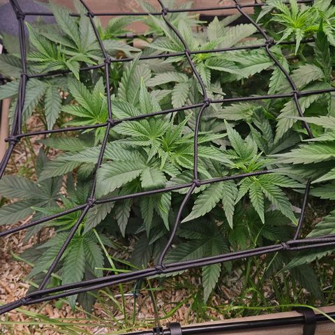 Northern Lights #2 growlog timeline photo