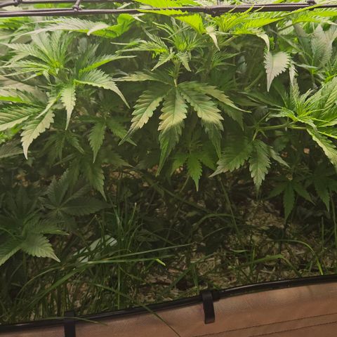 Skunk #1 #1 growlog timeline photo