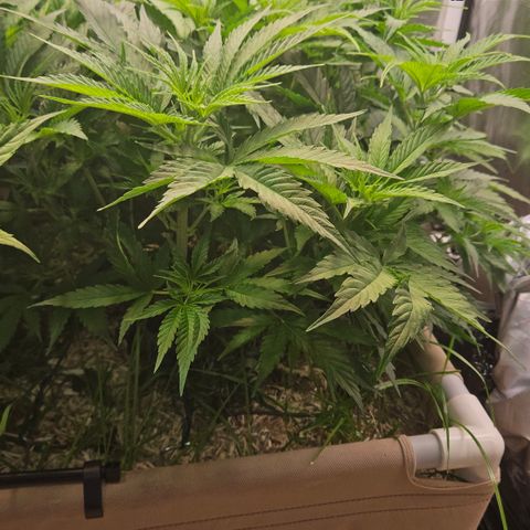 Skunk #1 #2 growlog timeline photo