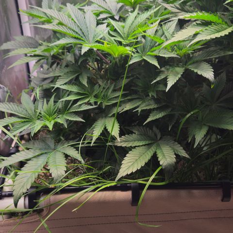 Northern Lights #2 growlog timeline photo