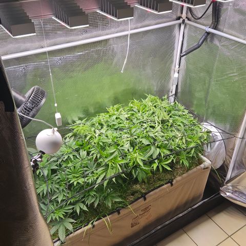 Skunk #1 #2 growlog timeline photo