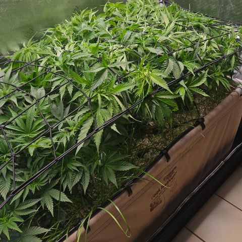 Skunk #1 #2 growlog timeline photo