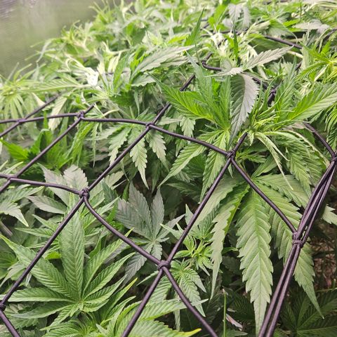 Skunk #1 #2 growlog timeline photo
