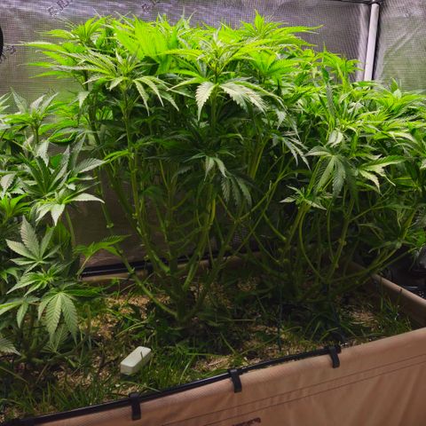 Skunk #1 #2 growlog timeline photo