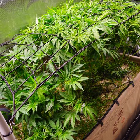 Skunk #1 #2 growlog timeline photo